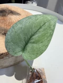 スキンダプサス シルバークラウドのサムネイル