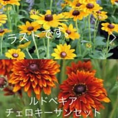 ラスト　おまけ付き　ルドベキア　2種セットのサムネイル