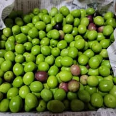 香川県産オリーブの実(無農薬)約1.3kg ①のサムネイル