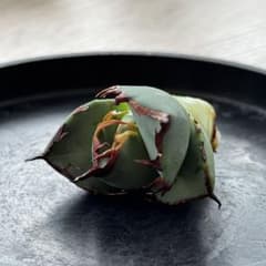 アガベ チタノタ 黒鯨 子株のサムネイル