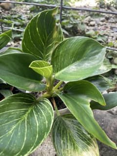 フィロデンドロン バーキン 観葉植物 苗➕植物活力剤一本のサムネイル