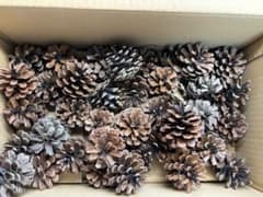 松ぼっくり 大量セット ハンドメイド 工作素材のサムネイル