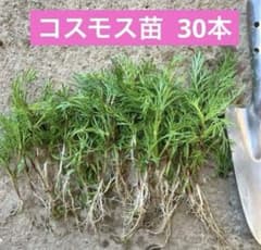 ③コスモス苗 30本 - メルカリ