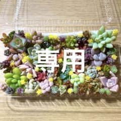 famipote様専用のサムネイル