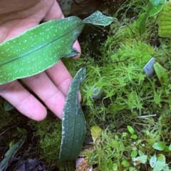 Selliguea albidosquamata Tambunan, Sabahのサムネイル