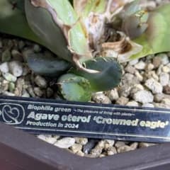 アガベ チタノタ クラウンイーグル 冠鷲 子株 カキコ - メルカリ