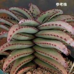アロエ コニフェラ×カスティロニアエ(国内実生苗です) - メルカリ