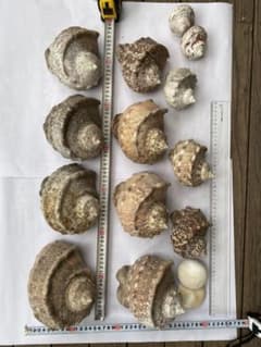 ヤコウガイ　夜光貝　大小11個　おまけ付きのサムネイル