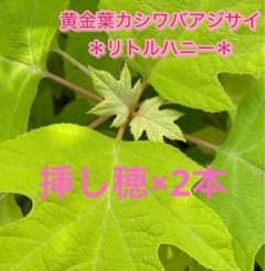 ＊リトルハニー ＊ 黄金葉カシワバアジサイ　挿し穂のサムネイル