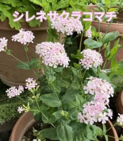 シレネサクラコマチ 　ムシトリナデシコ　種　0.1ml　約200粒