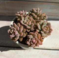 リンダリンダ☆多肉植物☆のサムネイル