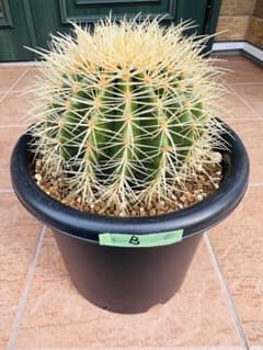 サボテン 金鯱【B】 美株 ドライガーデン ガーデニング オレンジ色