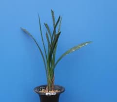 寒蘭-26120-5H4 38 土佐茜雲×力王 - メルカリ