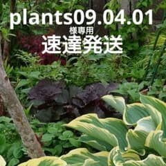リグラリア：ブリットマリー クロフォード苗のサムネイル