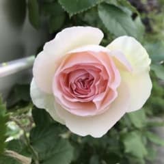 バラ ピエールドゥロンサール 挿し木苗のサムネイル