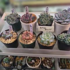 エケベリア8鉢セット多肉植物 - メルカリ