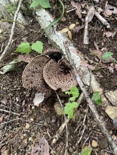 香茸1.2キロ 岩手県産 特大サイズ有り - メルカリ