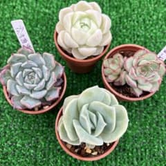 多肉植物♡ミニ苗セット 抜き苗♡A - メルカリ