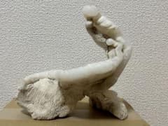 【超特大・極稀少】マギルス貝（化石・玉化）原石オブジェ 博物館級サイズ 超特大・極稀少】マギルス貝（化石・玉化）原石オブジェ 博物館級