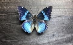 美しいブルーに輝くルリモンフタオチョウ　蝶標本　昆虫標本　インテリアのサムネイル