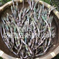 新潟県 魚沼産 天然つくし　ネコポス発送のサムネイル