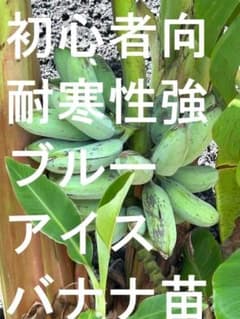 収穫視野、半額2m特大◆とろける。ブルー・アイスクリームバナナ◆耐寒強＝バナナ苗 半額2m収穫視野・特大◇とろける。ブルー・アイスクリームバナナ◇耐寒