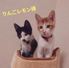 アルビオン エクシア ラディアンスリニュー エクストラリッチミルク