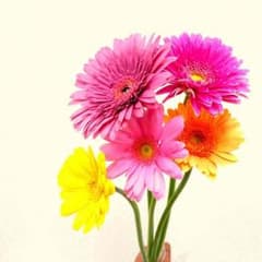 りん様＊専用のサムネイル