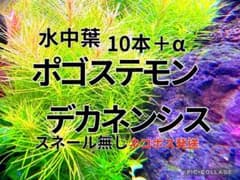ポゴステモンデカネンシスのサムネイル