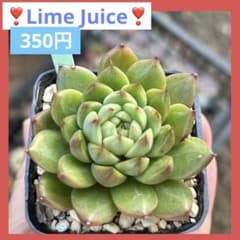 ❣️ライムジュース❣️現品 エケベリア 寄せ植え 多肉弁当 多肉植物