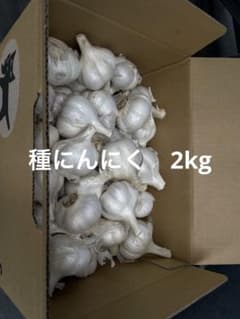 種にんにく　2kgのサムネイル