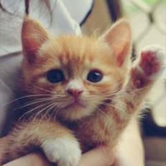 とんこつんさん専用のサムネイル