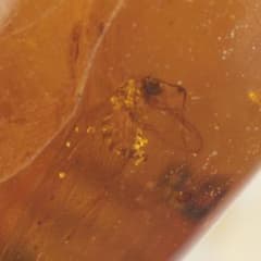 レア極上品 PA0051虫入り琥珀化石　ミャンマーカムティかタナイ9900万年前 ZB345虫入り琥珀化石 ミャンマー カムティかタナイ産 9900万年前