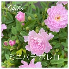 芳香 ミニバラ ボレロ 四季咲き 蕾付きのサムネイル