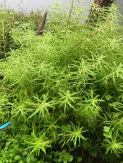 ベトナムゴマノハグサ【水中葉】10本のサムネイル