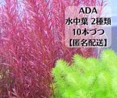 ADA水草【水中葉】2種類　10本づつ　[無農薬 無害虫]のサムネイル