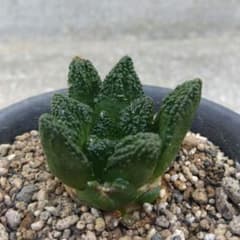 ☆サボテン 亀甲牡丹 自家繁殖苗 実生 - メルカリ