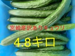 宮崎産訳ありキュウリのサムネイル