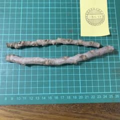 ハチ太様専用 いちじく穂木 - メルカリ