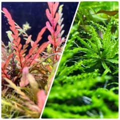 前景草中景草2種セットのサムネイル