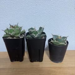アガベ オテロイ 選抜 実生 セット売り - メルカリ
