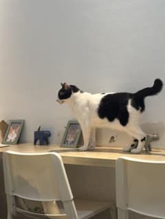子猫のポーチのサムネイル