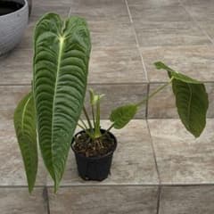 セール】アンスリウム ベイチー 約4号鉢 No.055 鉢、送料込 - メルカリ