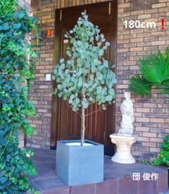ユーカリ ポポラス苗 大型 180㎝❗ 12号 円錐形樹形 シルバーグリーン