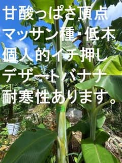 特大160cm,富裕層向け＝高糖度品種◆ドワーフ・マッサン。バナナ苗◆低木=耐寒 m90783021085_1.jpg?1751572809