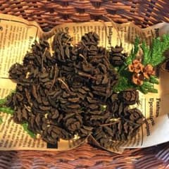 木の実・素材　メタセコイア50コのサムネイル