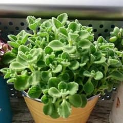 アロマティカス(全部)のサムネイル