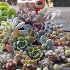 多肉植物♡カット苗詰め合わせ꒰ঌ( ⌯' '⌯)໒꒱のサムネイル