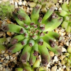 センペルビウム　百恵のサムネイル