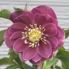 30.クリスマスローズ 開花株 dd濃いピンク 白ピコ - メルカリ